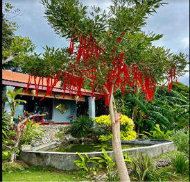 Thiền Thất An Yên