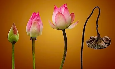 Hiểu và cảm nhận về hai chữ "Vô Thường"