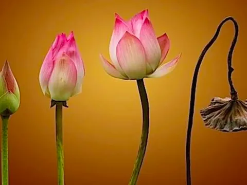 Hiểu và cảm nhận về hai chữ "Vô Thường"