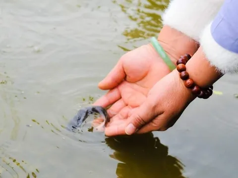 Phóng sinh ngày Tết: Phước hay nghiệp?